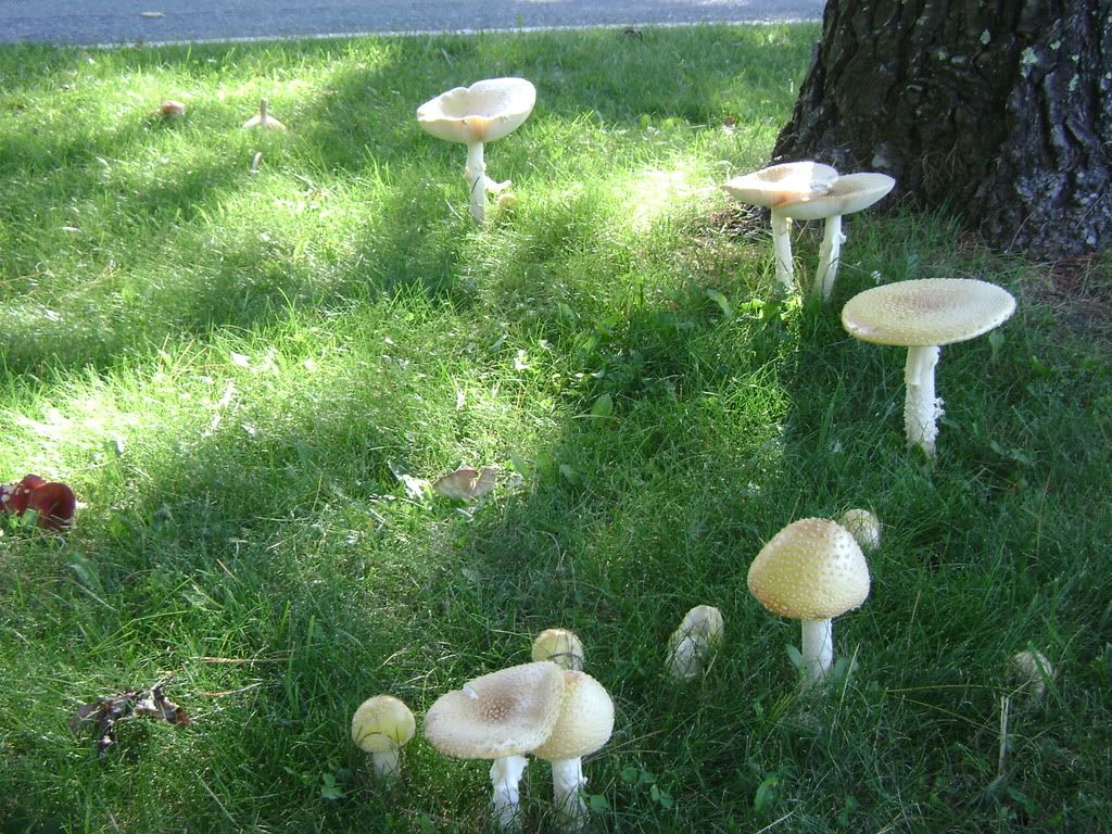 MUSHROOMS Pictures, Images and Photos