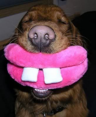 Photo Stickers on Smiling Dog Picture By Vroust   Photobucket