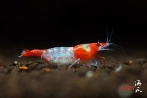 Rili-Shrimp-Red-Rili-shrimp-information-and-where-to-buy-Rili-Shrimp-Redcherryshrimp-1-300x200_zpsuohyw3x1.jpg