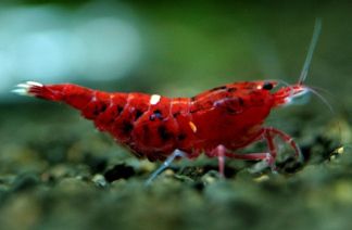 wine-red-shrimp-information-wiki-wine-red-shrimp-where-for-sale-and-where-to-buy-them-wine-red-shrimp-for-cheap-discount-pri_zpswe7ntx1k.jpg