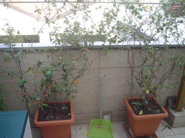 DSC00220.jpg