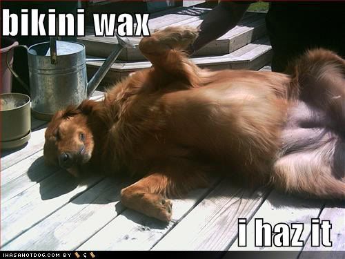 photo funny-dog-pictures-bikini-wax-on-ba.jpg