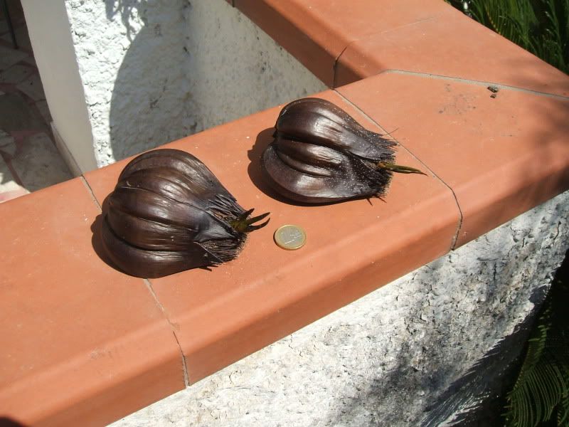 Pandanus seeds?