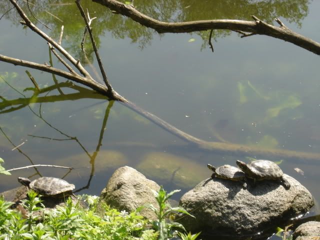 Nordisk herpetologisk forening • vis emne botanisk have, kbh ...