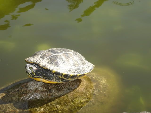 Nordisk herpetologisk forening • vis emne botanisk have, kbh ...