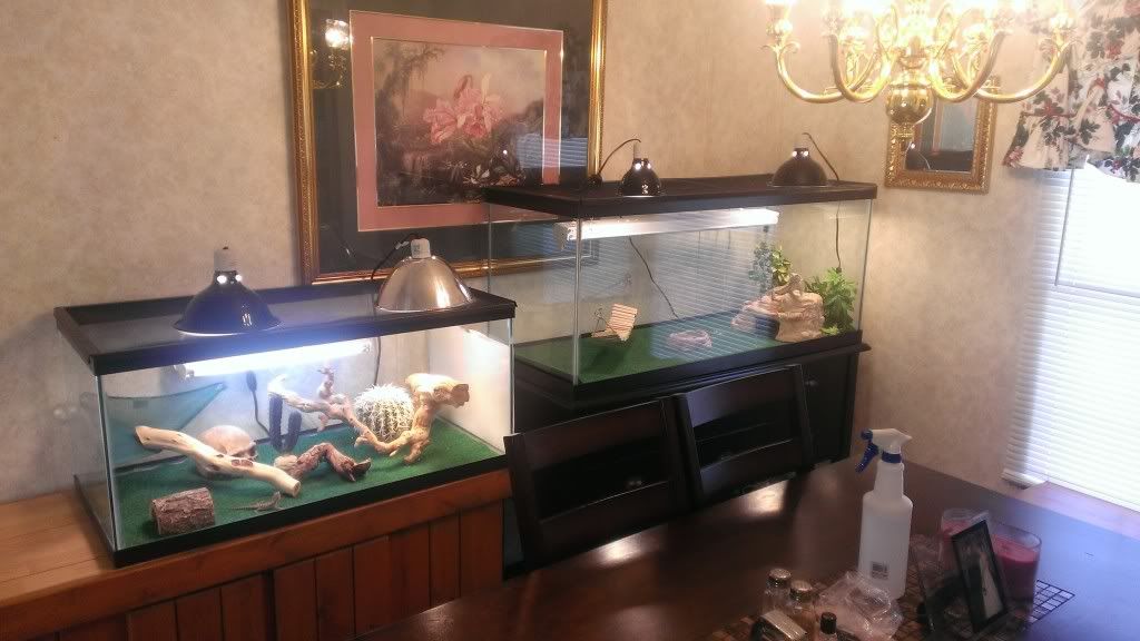 my new 75 gallon setup! • Bearded Dragon . org