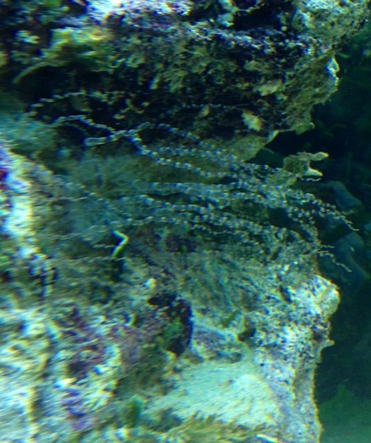 What's growing on my live rock? The Reef Tank