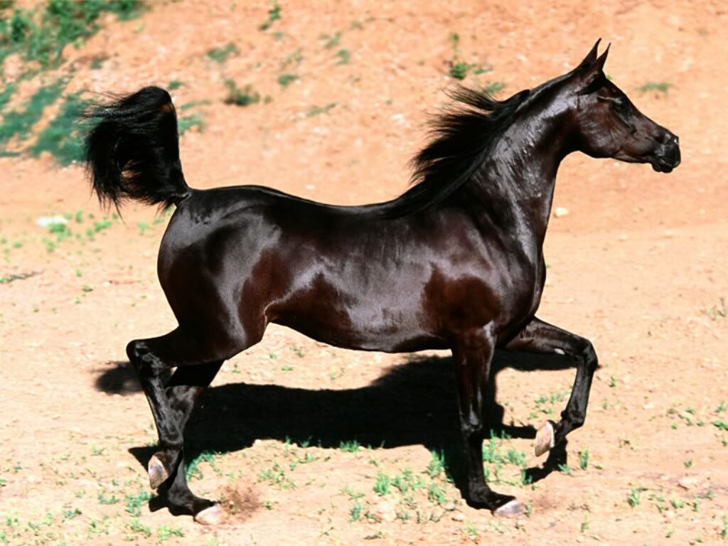 Caballo-Arabe-Negro.jpg picture by nani3061