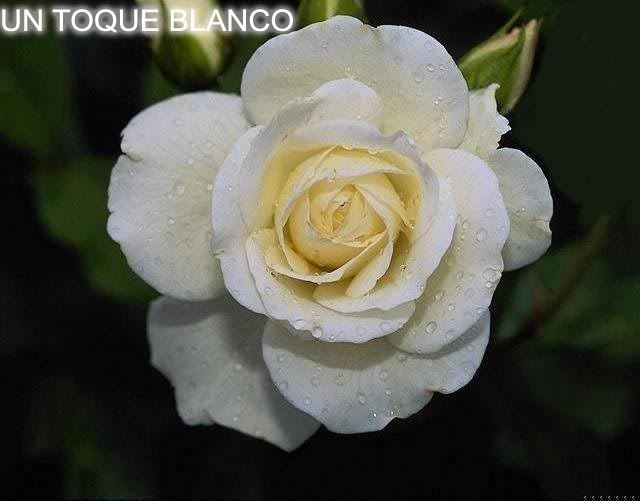 rosa blanca toque