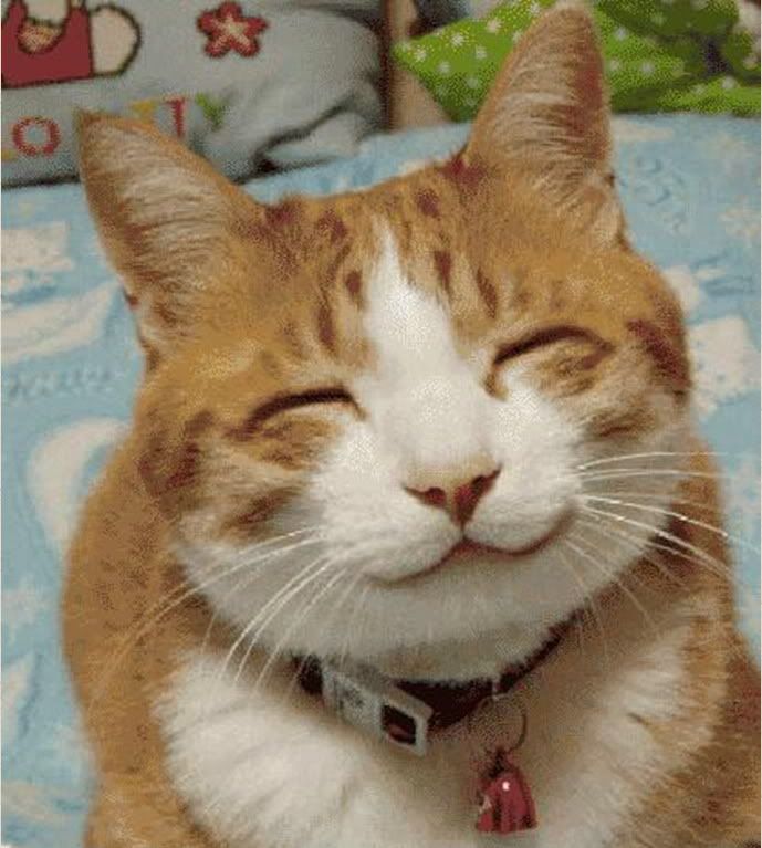 gato sonrisa