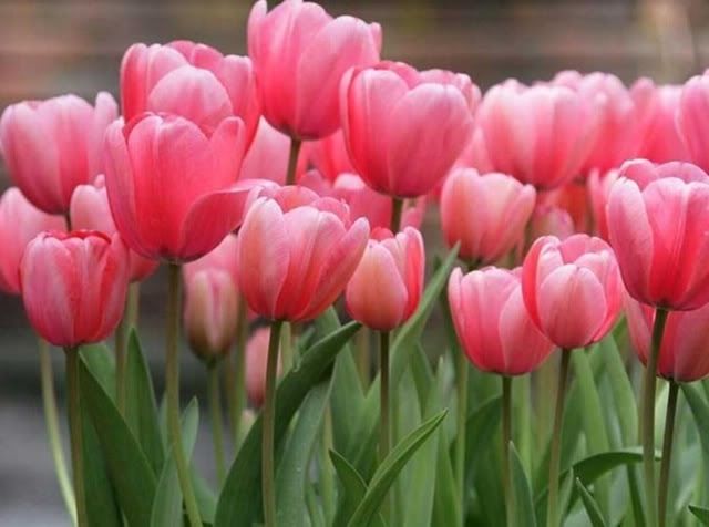 tulipanesholandeses.jpg 