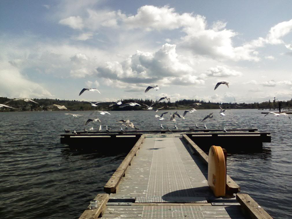 0421081611a.jpg Seagulls flying away at the Beach image pinkflamingo1995