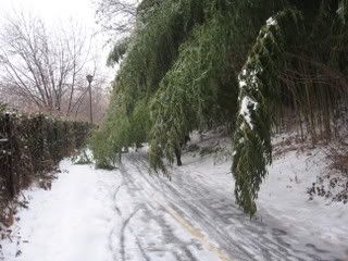 BambooonCustisTrailJan2809.jpg