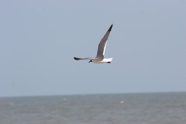 IMAGE: http://i300.photobucket.com/albums/nn33/pyroben92/Vacation233.jpg