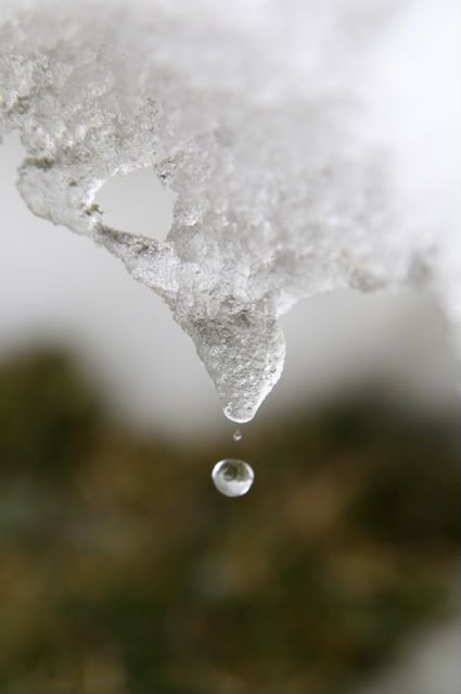 IMAGE: http://i300.photobucket.com/albums/nn33/pyroben92/snowdroplets115-1.jpg