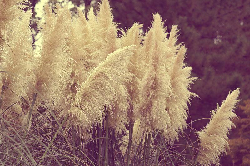 flowers photo: Flowers 0aeflowers26-1.jpg