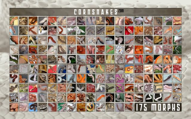 CSwallpaper_1280x800.jpg