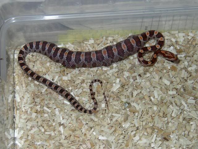 cannibalcornhatchling.jpg