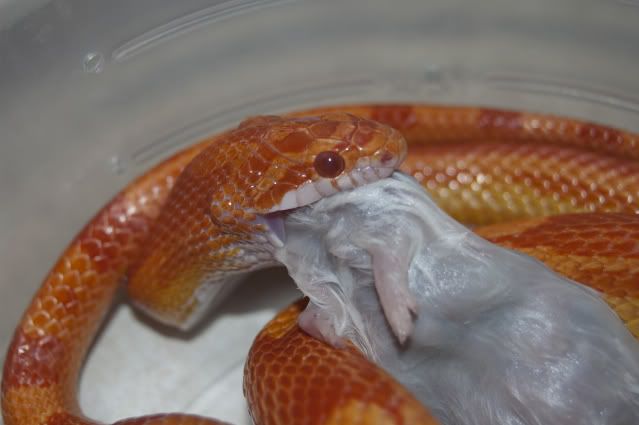 DSC_0264.jpg