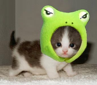 http://i300.photobucket.com/albums/nn35/marioman327/cutest_little_kitten_and_frog.jpg