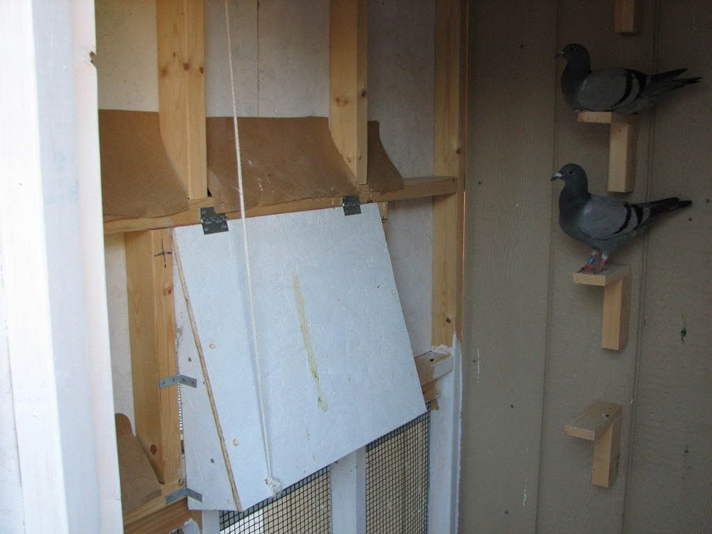 Making Trap Door Pigeon Talk