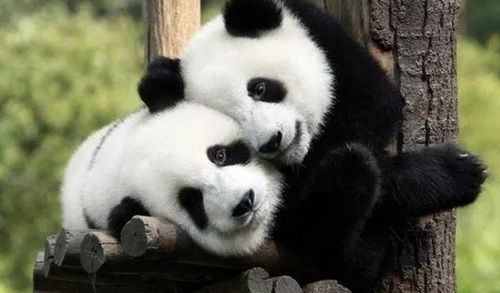  photo Panda Hugs.jpg