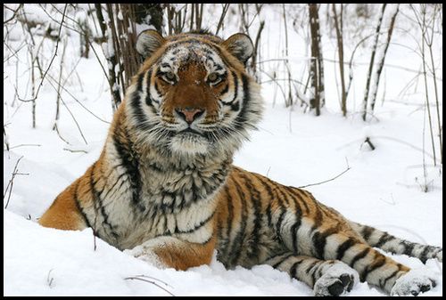SiberianTiger-337bt photo Siberian Tiger 337bt.jpg