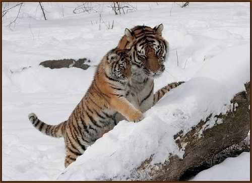 SiberianTigers-363bt photo siberian tigers mama-cub 363bt.jpg
