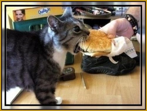 Cat/burger 379bbtn photo image.jpg1_44.jpg