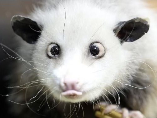 500 - Possum photo imagejpg1-1.jpg