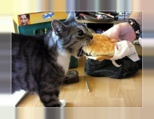 Cat/burger: 389bb photo imagejpg2-54.jpg