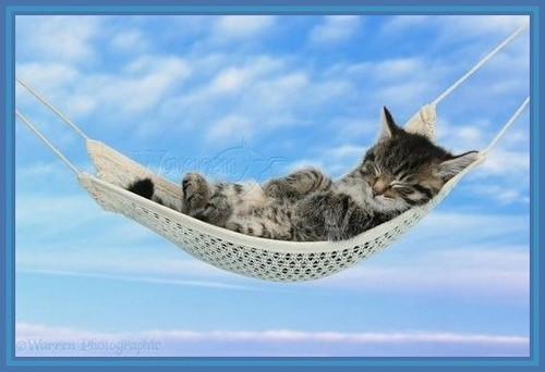 Cat/Hammock 342bt photo image.png