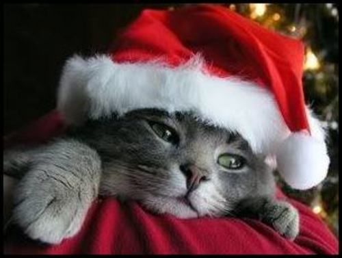 Kitty/Santa Hat 377bt photo IMG_9849.jpg