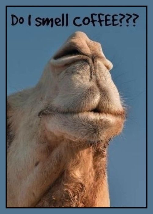 Coffee Camel 700bt photo image_18.jpeg