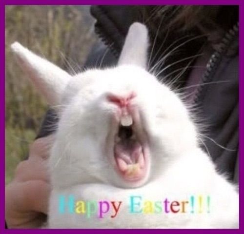 Easter Bunny 480bt photo image.jpg1_25.jpg