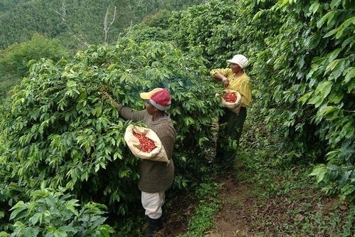 Coffee Plantation 333 photo image.jpg1_1.jpg