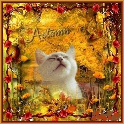 Autumn Cat 500bt photo IMG_9331.jpg
