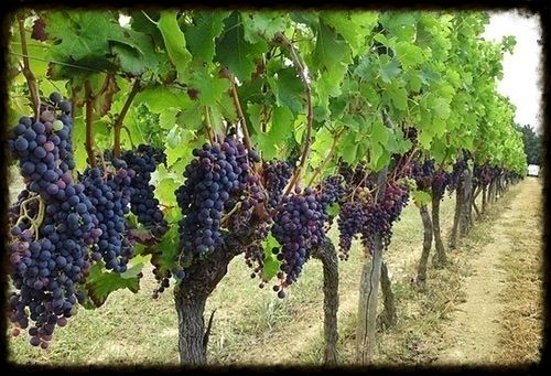 Vineyard/grapes 341sf photo image.jpg1_12.jpg