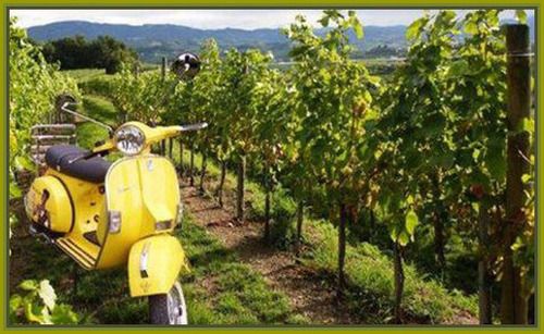 Vespa/Vineyard 307bt photo image_22.jpeg