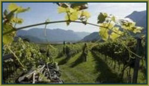 Vineyard 289bt photo image_24.jpeg