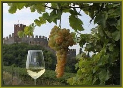 Wine/Grapes 359bt photo image_26.jpeg