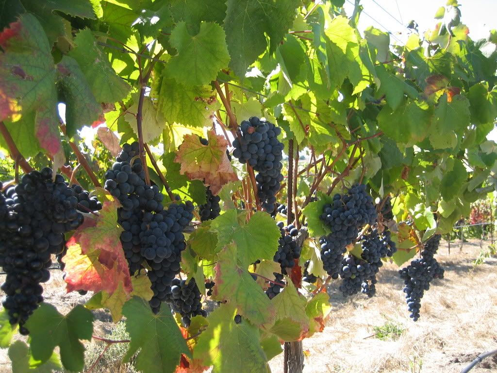 Wine Grapes at Wolff Winery