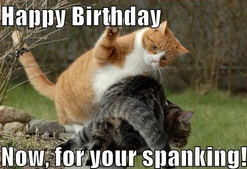 lolcat birthday spanking Pictures, Images and Photos