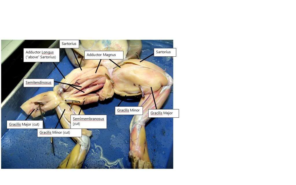 frog leg lab report Good luck do assingnment frog dissection lab report frog dissection lab answer key when a flexor of a leg or other body part contracts,. frog leg lab report Good luck do assingnment frog dissection lab report frog dissection lab answer key when a flexor of a leg or other body part contracts,.