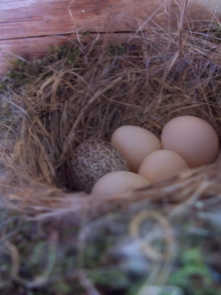 What bird lays egg in another's nest? - Homesteading Questions