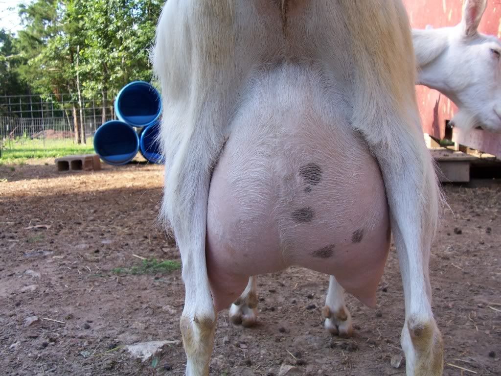 Udder help & opinions please - Goats