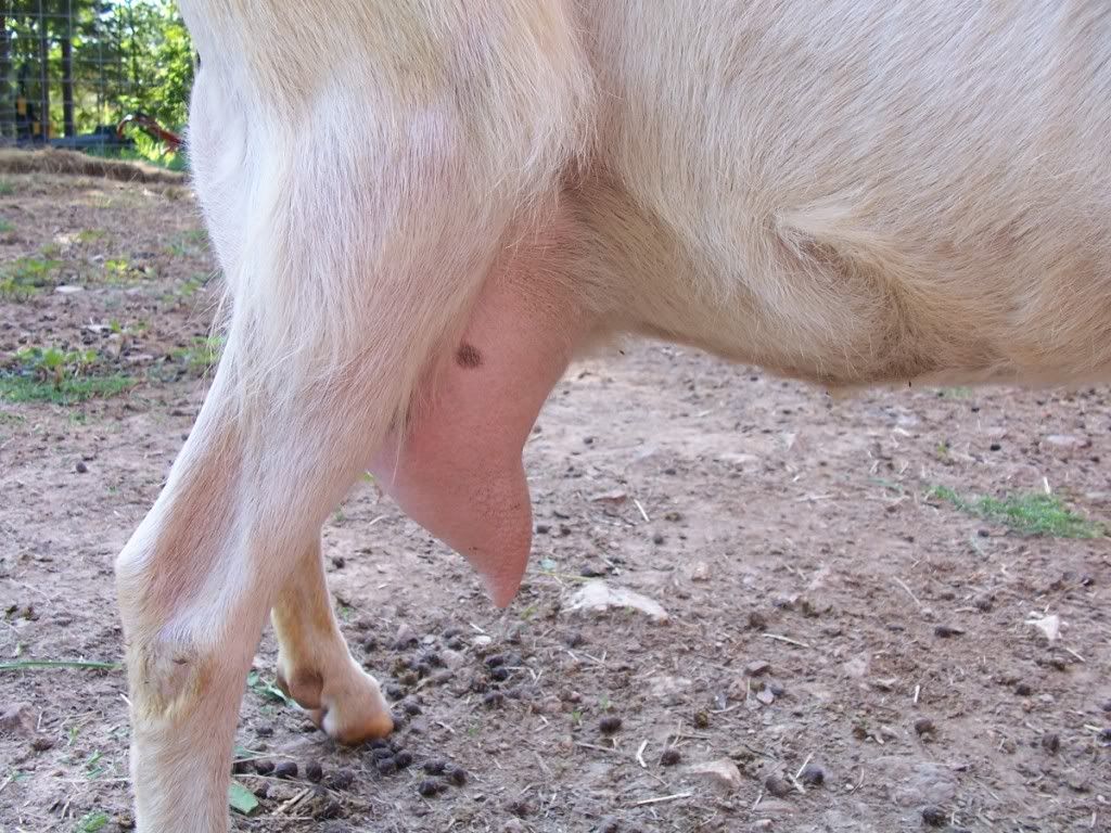 Udder help & opinions please - Goats