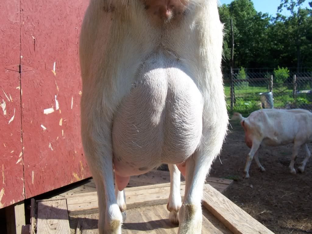 Udder help & opinions please - Goats