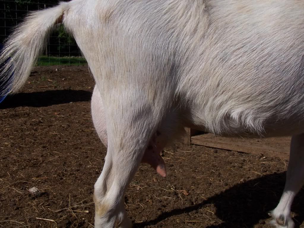 Udder help & opinions please - Goats