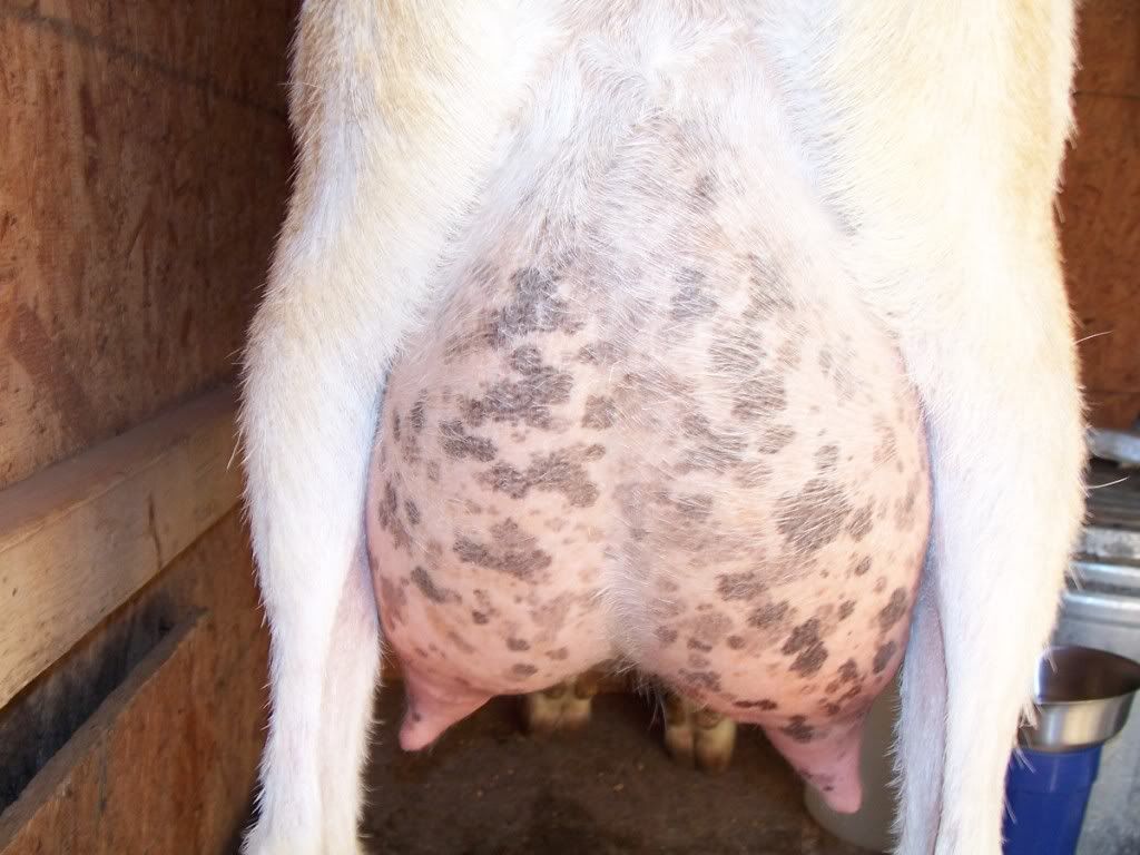 Udder help & opinions please - Goats